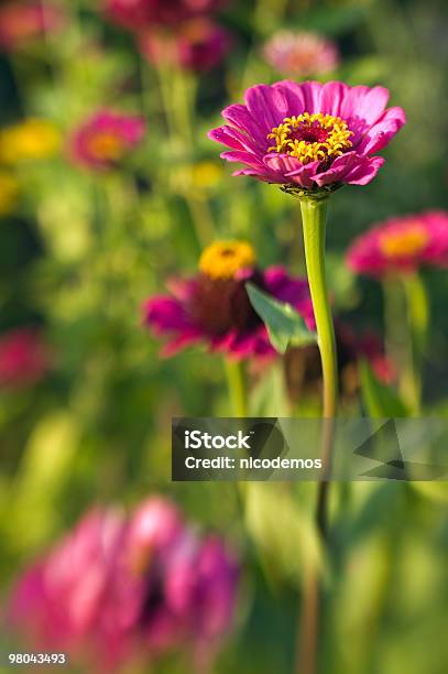 Flores Foto de stock y más banco de imágenes de Aire libre - Aire libre, Color - Tipo de imagen, Enfoque diferencial
