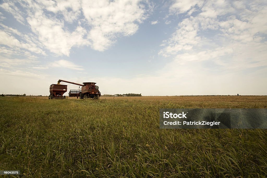 Harvest - Foto de stock de Colheita royalty-free