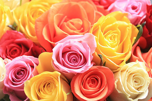 mixto bouquet de rosas - rosa color fotografías e imágenes de stock
