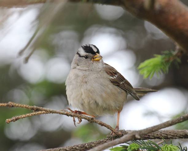 istock White Capped sparrow balances on a twig 980446282