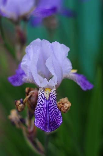 Blue iris Glenville