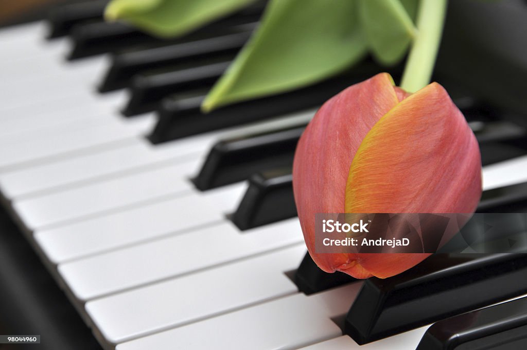 Tulipe sur Piano - Photo de Arbre en fleurs libre de droits