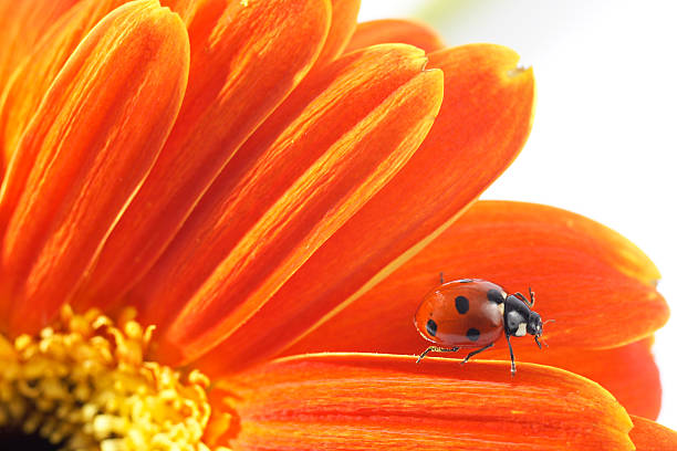 ladybugs - ladybug moving up single flower close to photos et images de collection