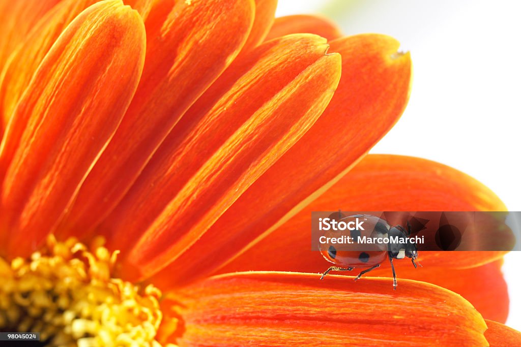 Ladybugs Ladybugs on orange flowerhttp://www.marcomarchi.com/photos/902253504_mBec7-O.jpg Agricultural Field Stock Photo