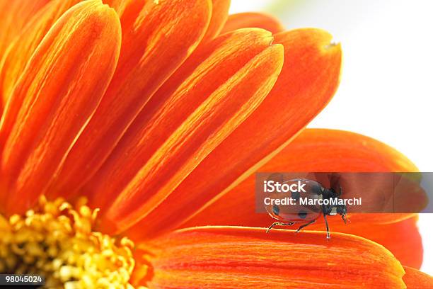 Ladybugs Stock Photo - Download Image Now - Agricultural Field, Biology, Blade