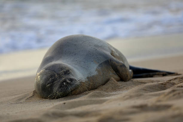 istock Monk Seal on Kauai Beach 980451084