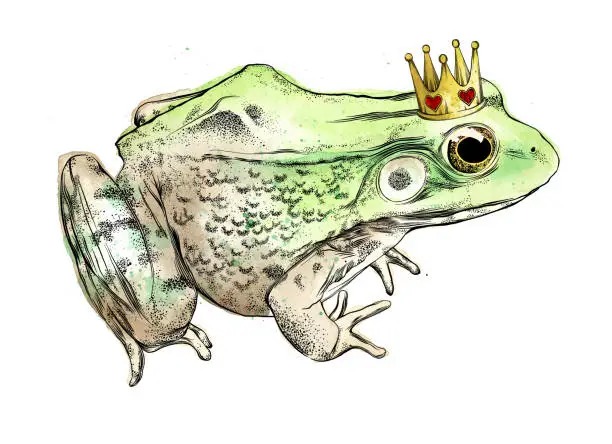 Vector illustration of Frog Vector Illustration in Watercolor and Ink Isolated on White