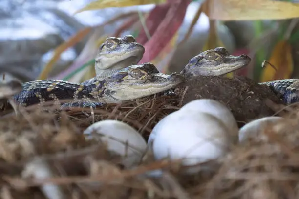 Photo of Newborn alligator near the egg laying in the nest.