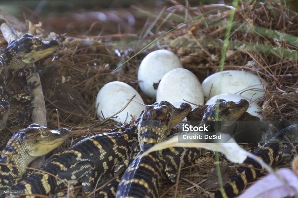 Newborn Alligator Near The Egg Laying In The Nest Stock Photo - Download  Image Now - Alligator, Animal Egg, Animal Nest - iStock