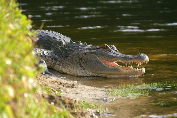 istock Alligator laying near a pond with its mouth open. 980454338