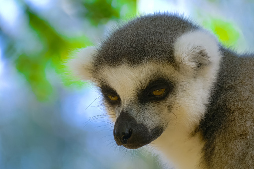 Lemur Close up in Madagascar. Portrait of ring-tailed lemur catta. Lemur catta in the natural habitat.