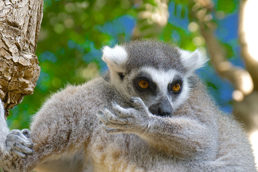 Lemur licks his paw. Ring tailed Lemur close up. Lemur catta in the natural habitat.