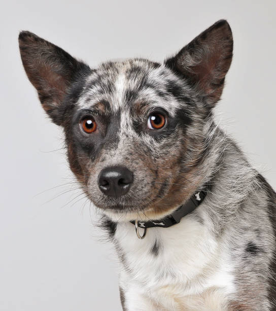 istock Australian Shepherd Dog hoping to be adopted 980469192