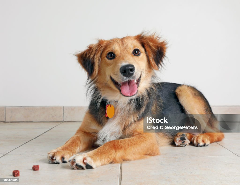 Pastor Australiano con la esperanza de ser adoptados - Foto de stock de Perro libre de derechos