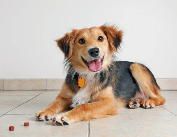 chien de berger australien dans l’espoir d’être adopté - tête penchée photos et images de collection