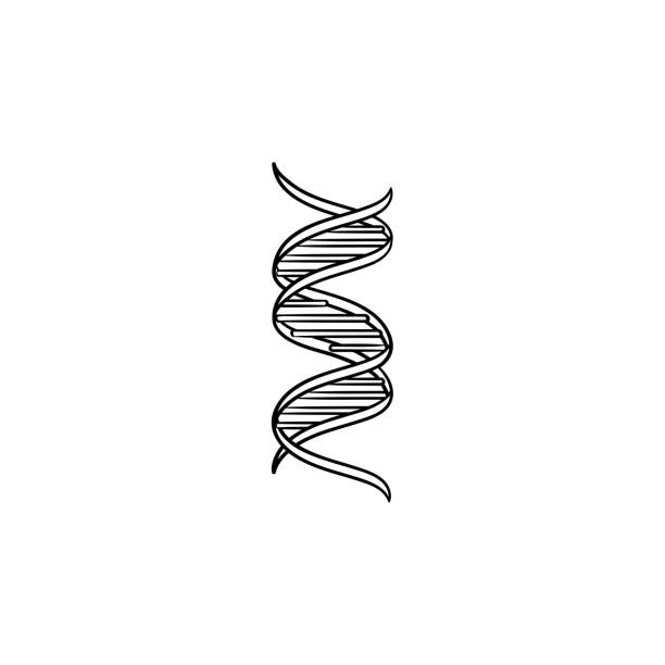 genetischen dna-kette hand gezeichneten umriss-doodle-symbol - dna helix helix model evolution stock-grafiken, -clipart, -cartoons und -symbole