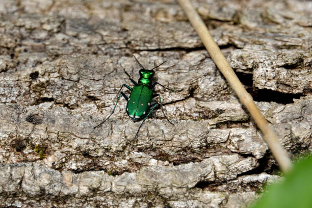 Six-Spotted Tiger Beetle on Log stock photo