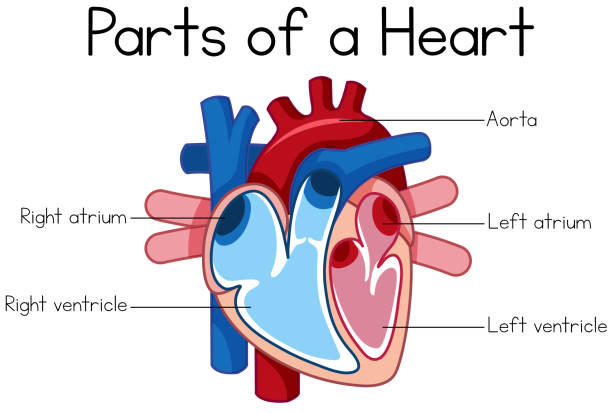 parts of heart diagram parts of heart diagram illustration heart ventricle stock illustrations