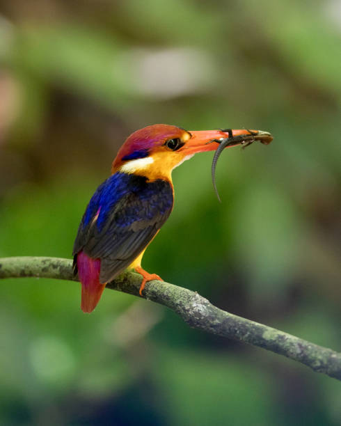 istock Bird, Oriental dwarf kingfisher 980494366