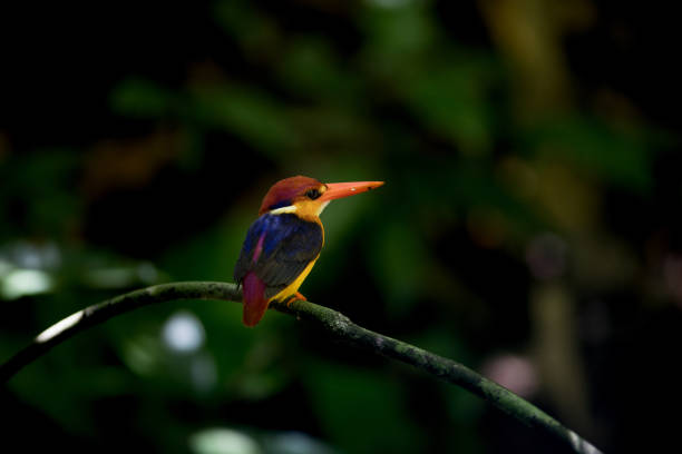 istock Bird: Oriental dwarf kingfisher 980494368
