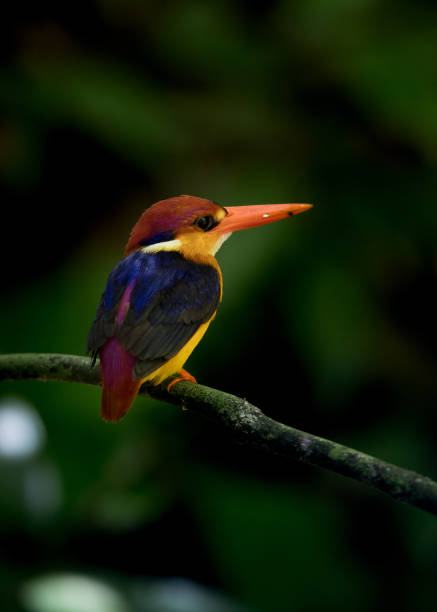 istock Bird : Oriental dwarf kingfisher 980494394