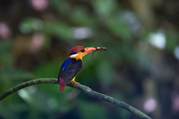 istock Bird: Oriental dwarf kingfisher 980494402
