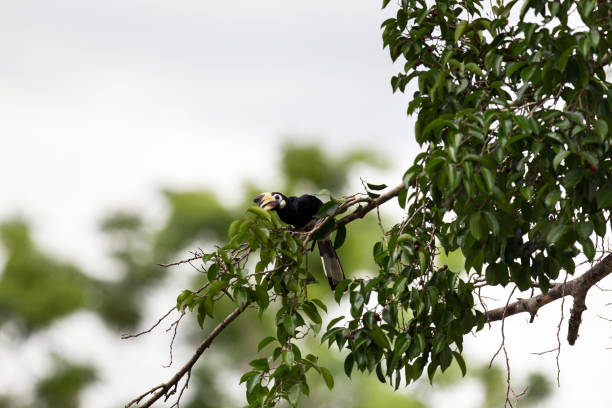 istock Bird : Oriental pied hornbill 980496478