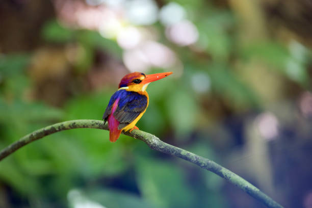 istock Bird : Oriental dwarf kingfisher 980496614