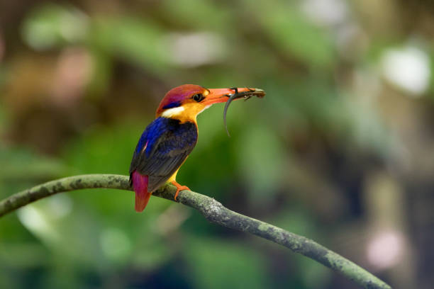 istock Bird : Oriental dwarf kingfisher 980496622