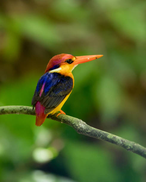 istock Bird: Oriental dwarf kingfisher 980496676