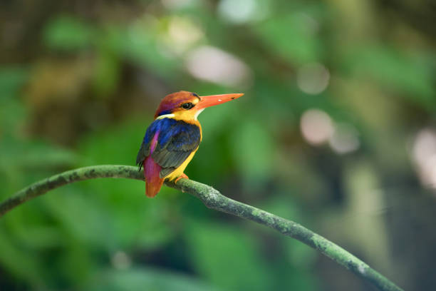 istock Bird: Oriental dwarf kingfisher 980498776