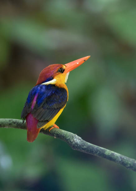 istock Bird: Oriental dwarf kingfisher 980498790
