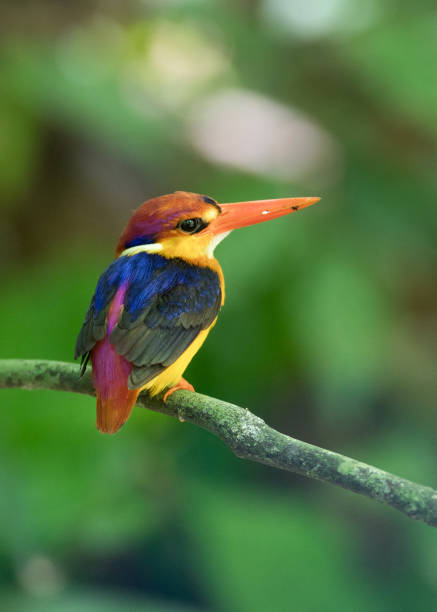 istock Bird: Oriental dwarf kingfisher 980498812