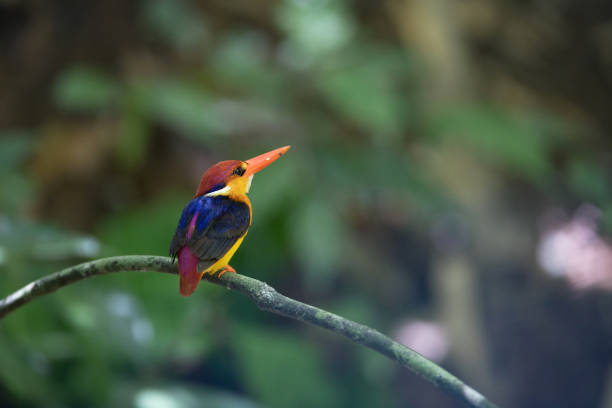 istock Bird: Oriental dwarf kingfisher 980498816