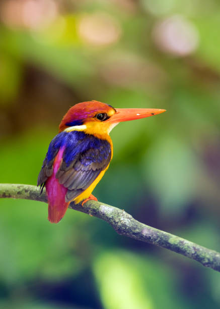 istock Bird: Oriental dwarf kingfisher 980498820