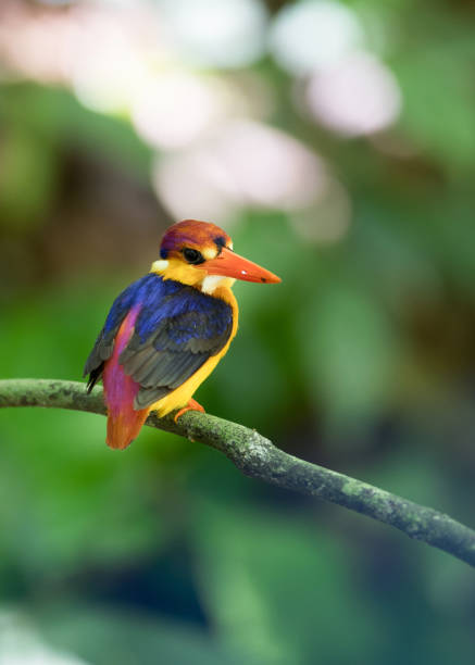 istock Bird: Oriental dwarf kingfisher 980498836