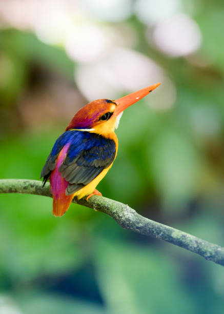 istock Bird: Oriental dwarf kingfisher 980498856