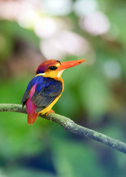 istock Bird: Oriental dwarf kingfisher 980498872