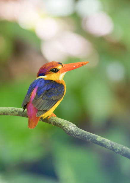 istock Bird: Oriental dwarf kingfisher 980498876