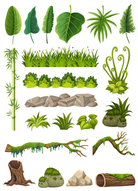 zestaw różnych obiektów dżungli - moss stock illustrations