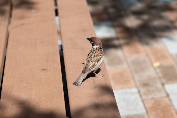 close-up of sparrow on bench