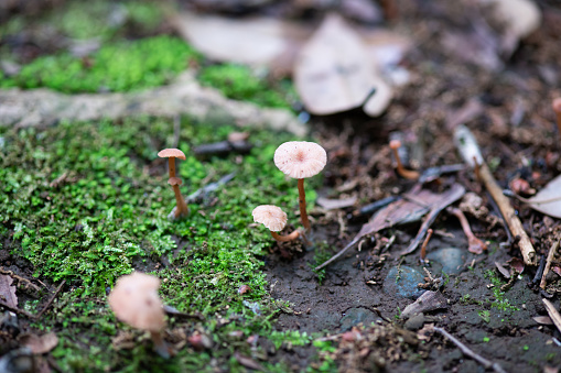 close-up of little brown mushroom in woodland