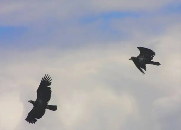 Local juvenile eagles learning to fly along the Puget Sound.