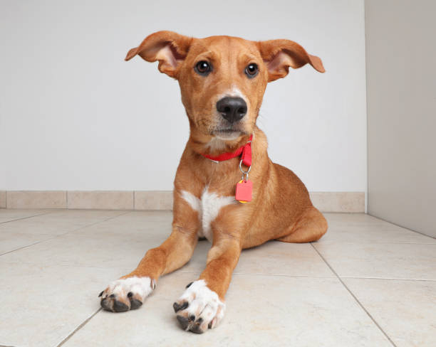 istock Terrier mixed breed dog hoping to be adopted 980503392