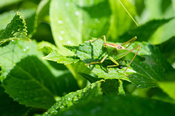 istock close-up of grasshopper on leaf 980509272