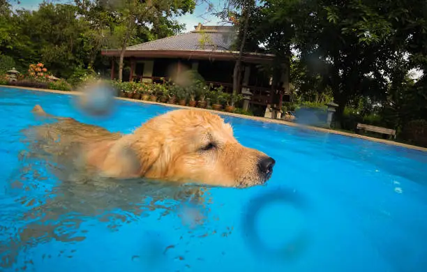 Photo of Golden Retriever Puppy Exercises in Swimming Pool (Underwater View)