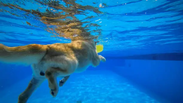 Photo of Golden Retriever Puppy Exercises in Swimming Pool (Underwater View)