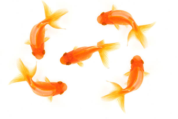 FIVE GOLDFISH  fish swimming from above stock pictures, royalty-free photos & images