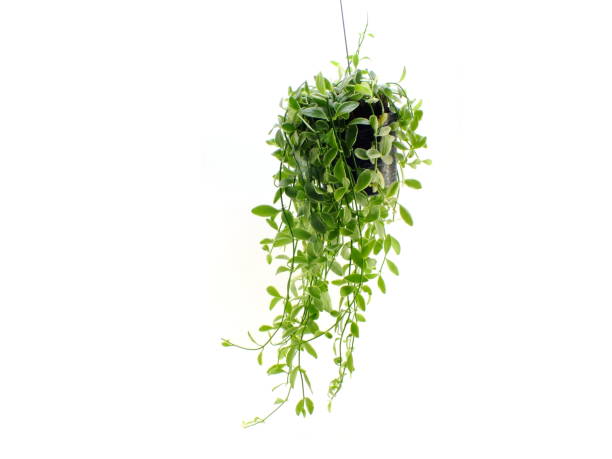 istock green plant hanging isolated collection on white background 980529682