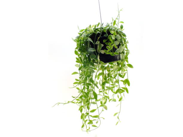 istock green plant hanging isolated collection on white background 980534952